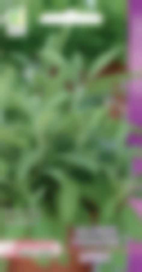 Шалфей овощной Бриз (А) 590326