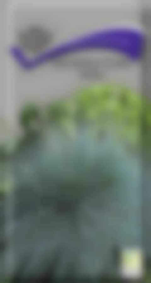 Овсяница сизая Голубая 390586