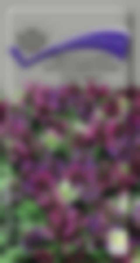 Черноголовка крупноцветковая Смесь окрасок 590223