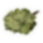 Веник канадский дуб "Богатырь"