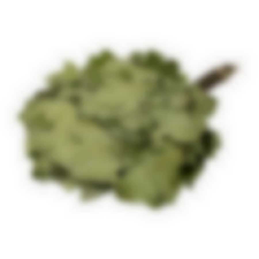 Веник канадский дуб "Богатырь"