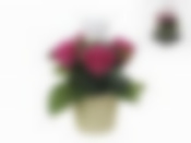 Декоративная композиция, бутоны из мыльной стружки 5шт.