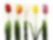 Цветок искусственный (на ножке) "Тюльпан" h=61см (5видов)