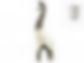 Фигурка декоративная "Зебра" 17*9*49см