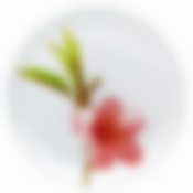 Тарелка столовая мелкая Luminarc Water Color, D=25 см