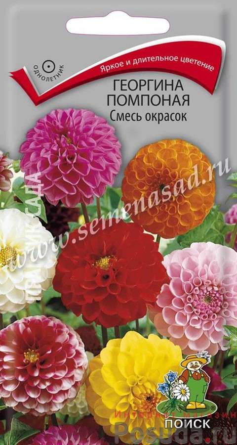 Георгина помпонная Смесь окрасок 200648