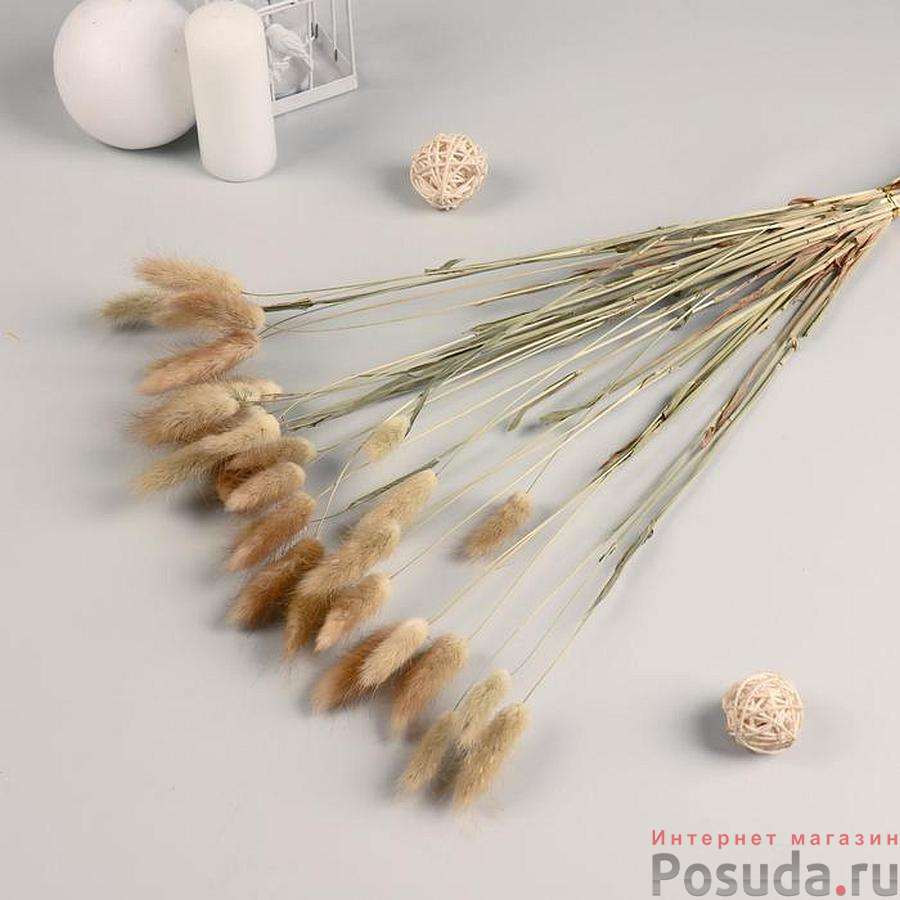 Декор сухоцвет "Лагурус" 65 см, бежевый (набор из 5 шт)