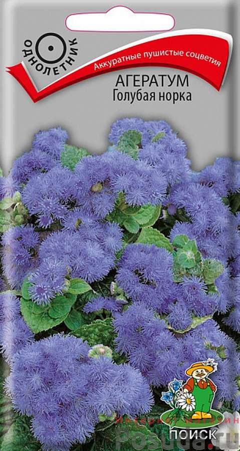 Агератум Голубая норка 120620